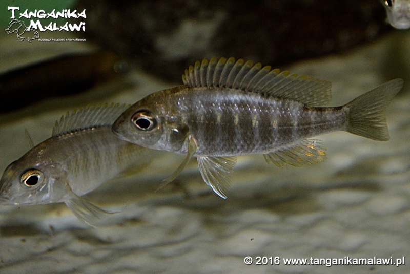 Aulonocara maylandi 'Luwala Reef'